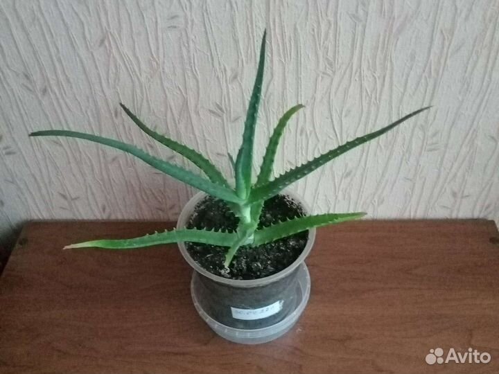 Алоэ столетник