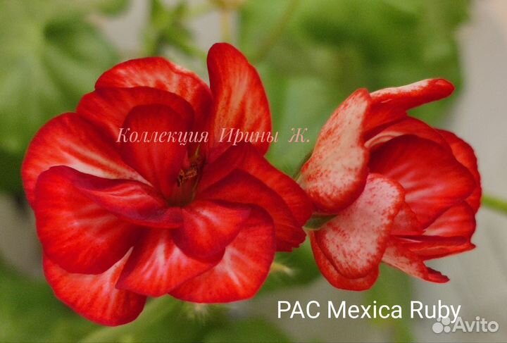 Пеларгония герань сортовая