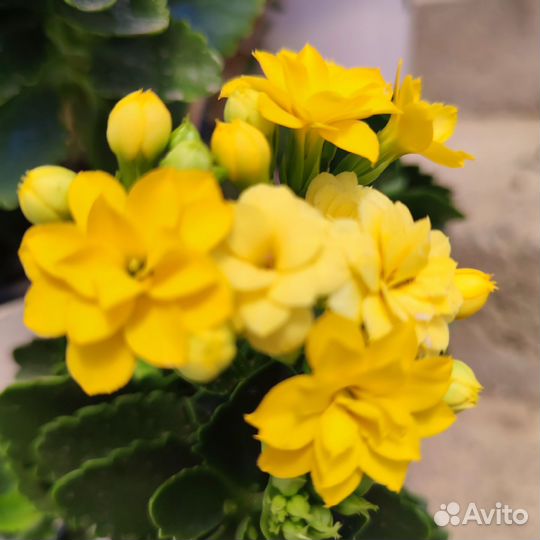 Каланхое цветущие