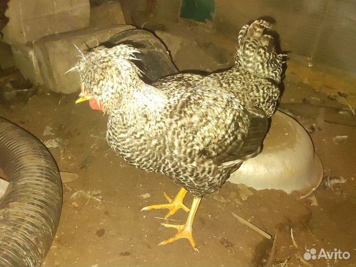 Молодые петухи Русская хохлатая