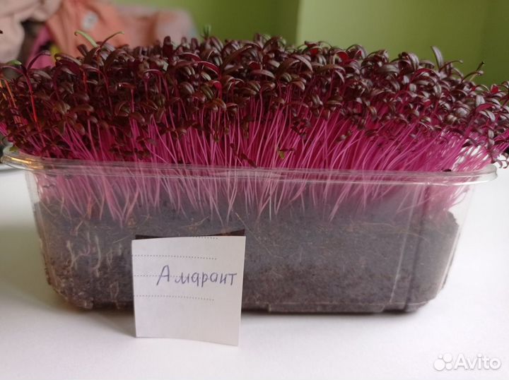 Микрозелень амарант в грядке