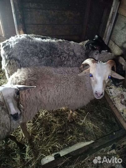 Овцы бараны