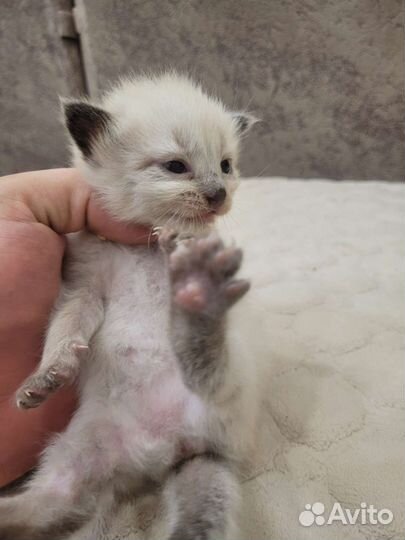 Невская маскарадные котята