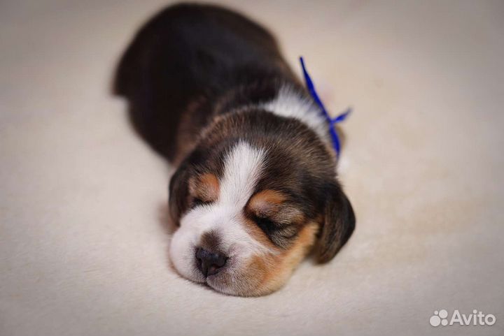 Щенки бигль