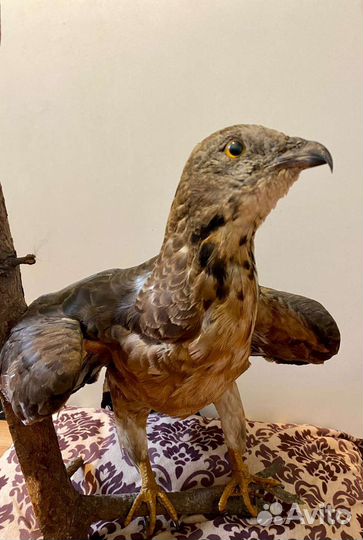 Чучело птицы