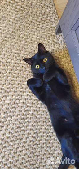 Черный кот