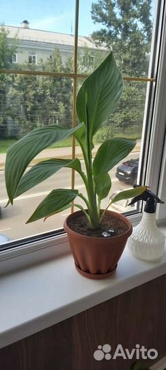 Цветы канны