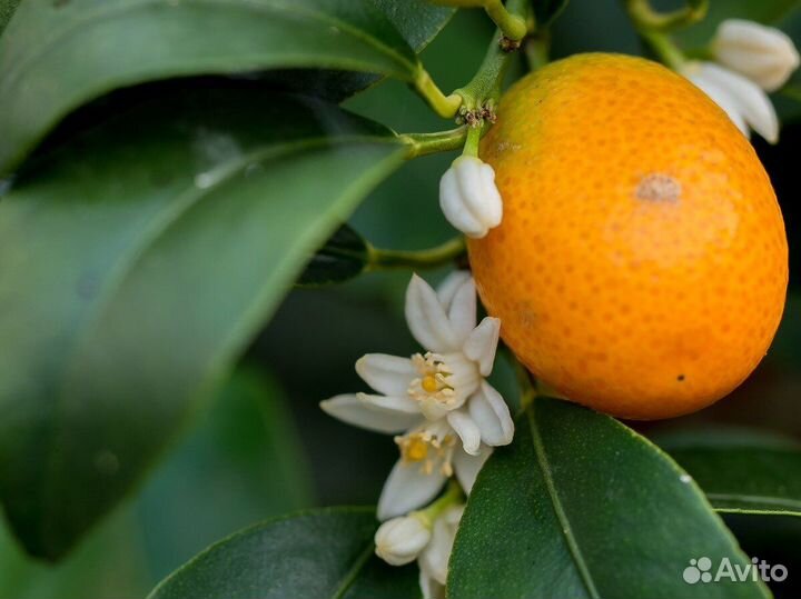 Цитрус Каламондин