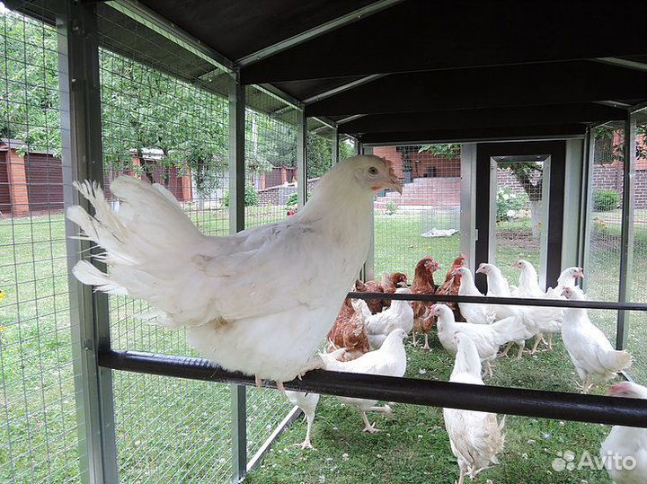 Выгул для птиц к курятнику мечта