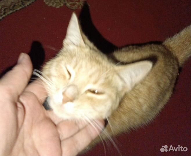 Кот в дар бесплатно