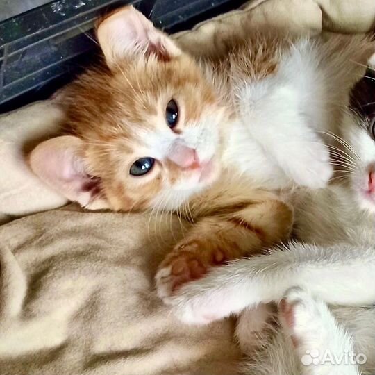 Рыжие котята