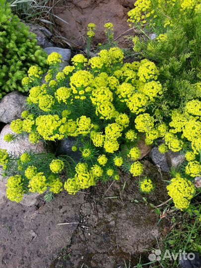 Малочай и осока декоративная