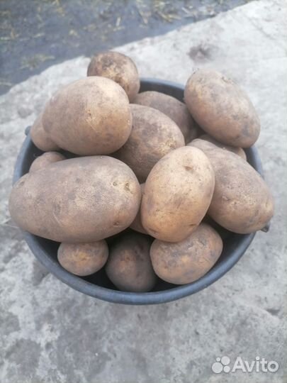 Картофель, морковь свёкла