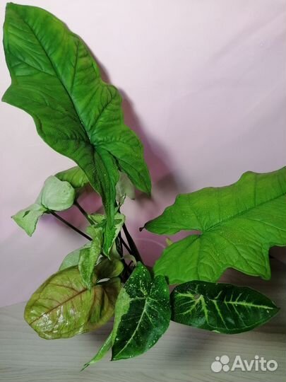 Сингониумы