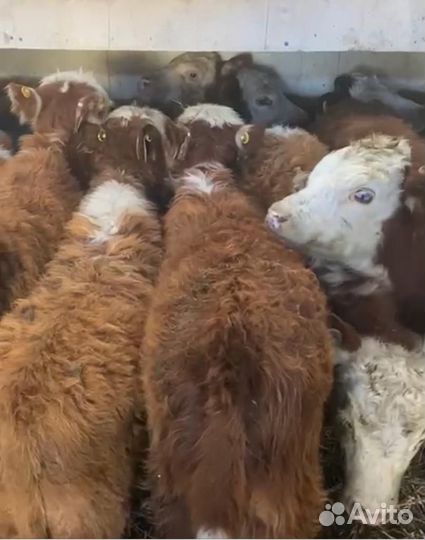 О Телята мясной пород холмогоры сименталы герефорд