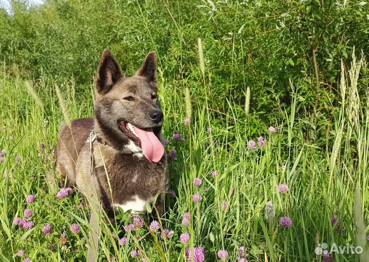 Собака в добрые руки