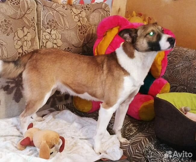 Очаровательный подросток Рэй ищет дом