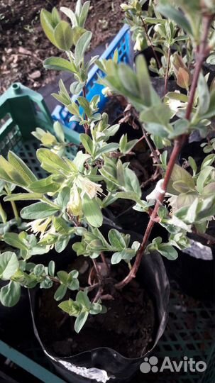 Растения для сада