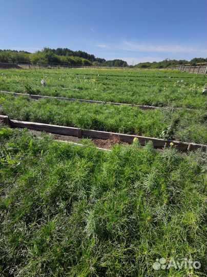 Сеянцы ели окс