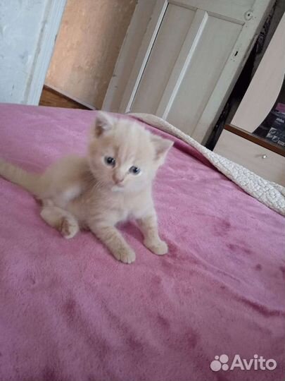 Котенок (мальчик) в добрые руки