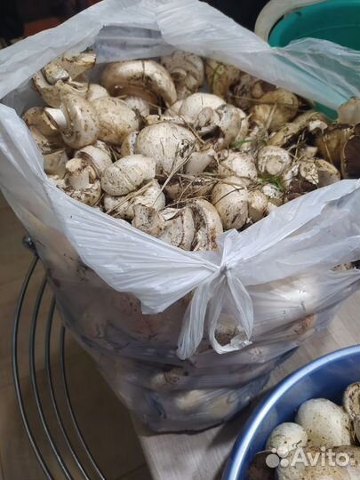 Грибы свежие шампиньоны