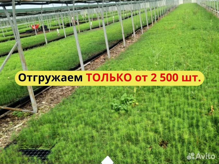 Сеянцы сосны обыкновенной зкс опт