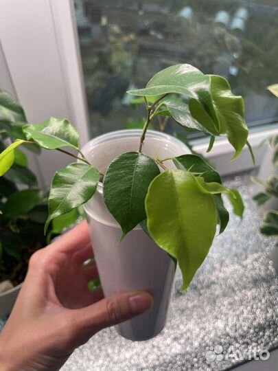 Фикус наоми голд