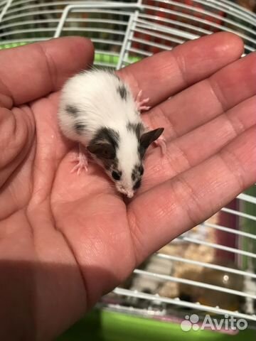 Декоративные мышки в добрые руки