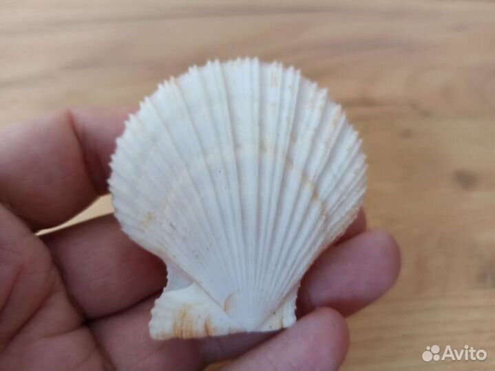 Морская раковина