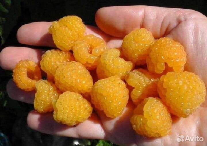 Саженцы малины жёлтой,клубники,голубики,миндаля