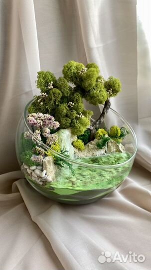 Моссариум - не требует ухода