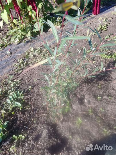 Ива пурпурная