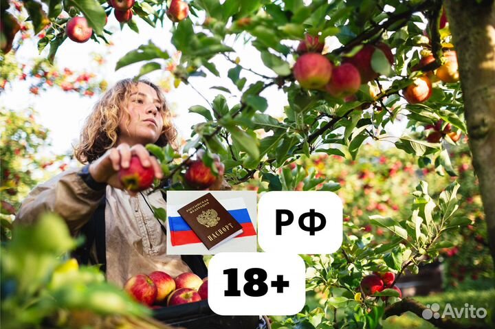 Вахта с питанием 3 раза сбор яблок