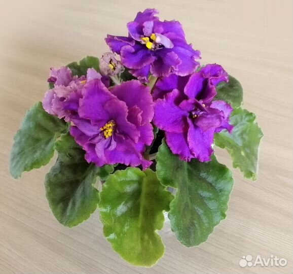 Фиалки - почтой - Зеленоград