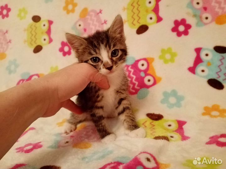 Котенок девочка очень красивая род 22.07.23г