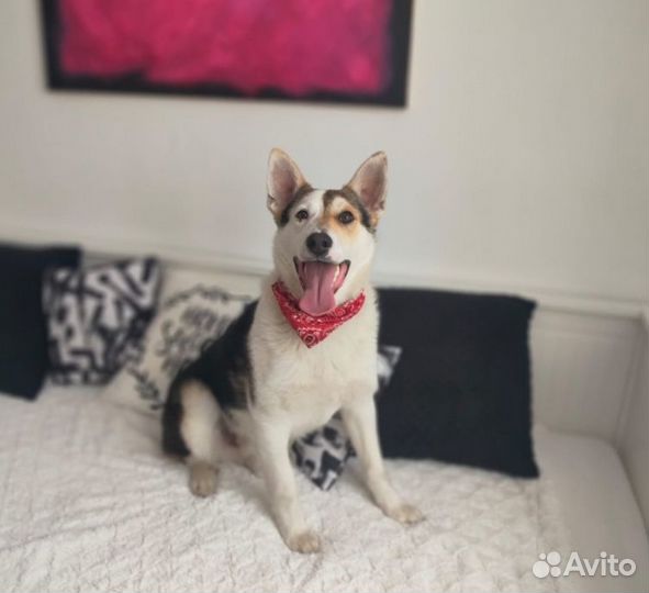 Щенок в добрые руки