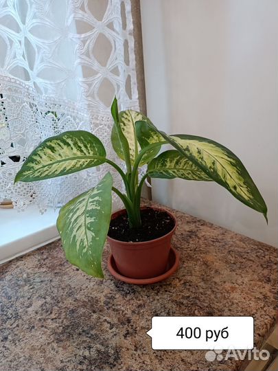 Комнатные цветы