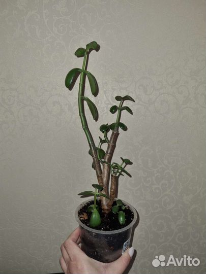 Толстянка. Денежное дерево