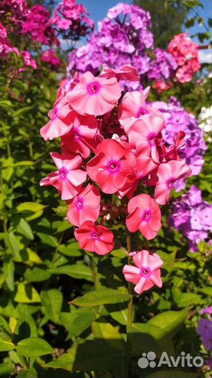 Флоксы набором