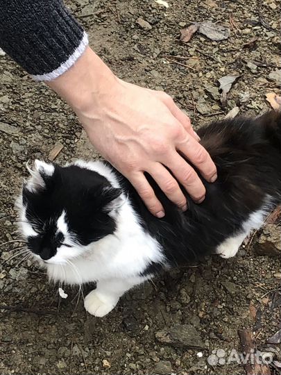 Кошка мышеловка в добрые руки