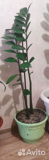 Замиокулькас долларовое дерево