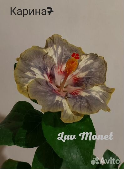 Гибискус Luv Monet