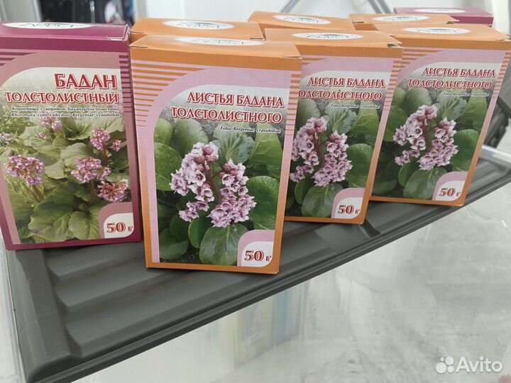 Бадан толстолистый