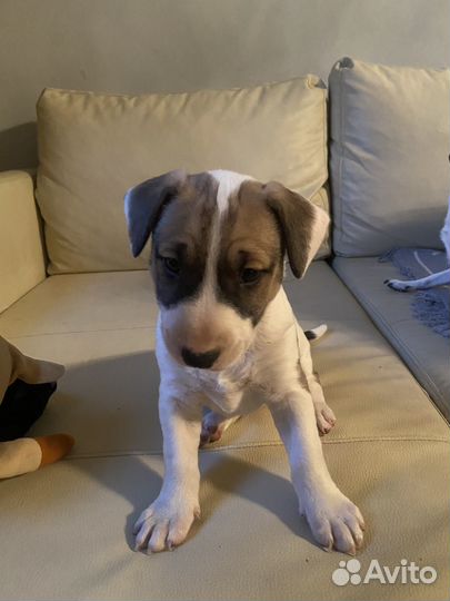 Щенок бультерьера