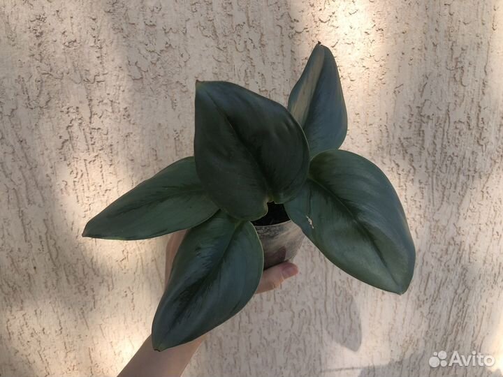 Сциндапсус мунлайт