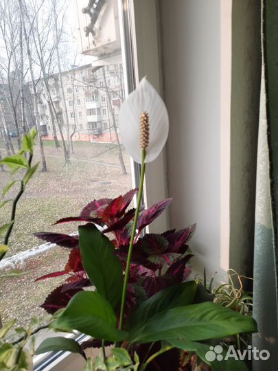 Спатифиллум