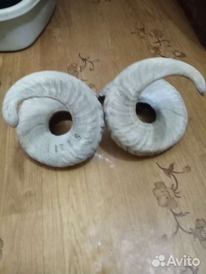 Продам рога барана