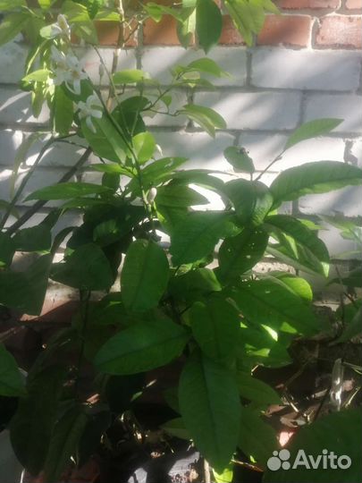 Павловский лимон