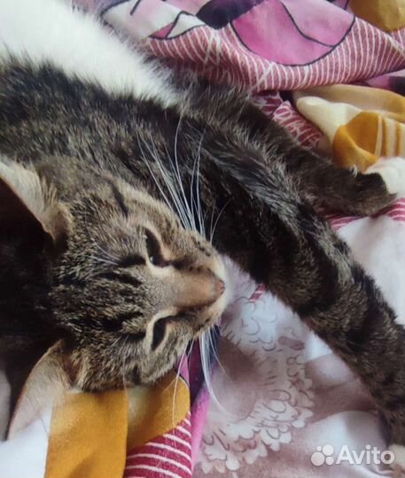 Кошка в дар