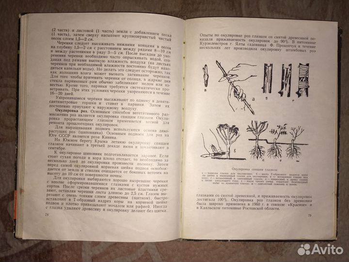 «Розы» В. Клименко